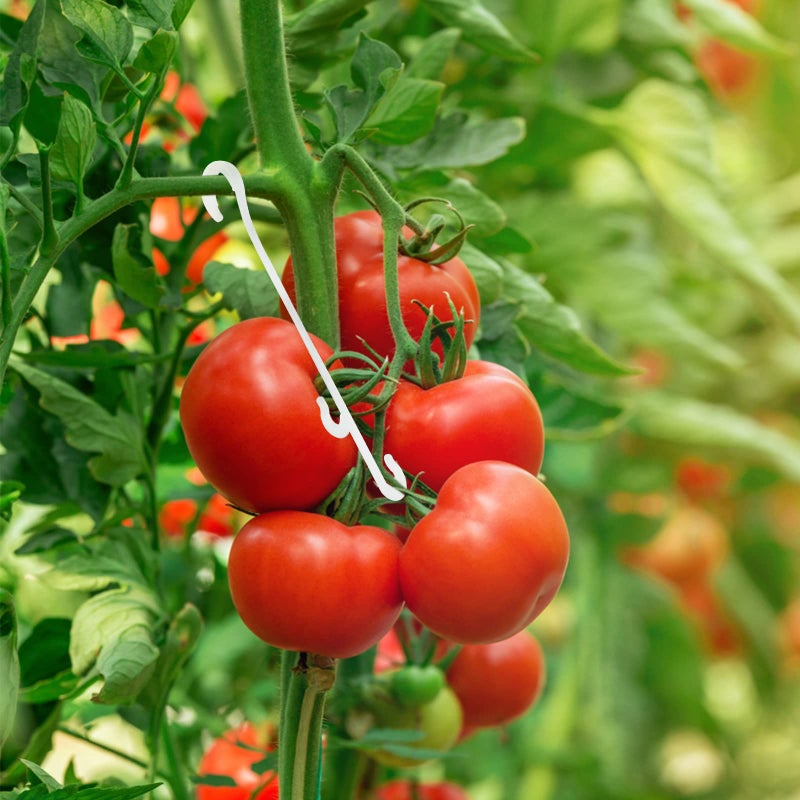 KINGLAKE 100 Pcs Tomato Support Clips Tomato Vegetable Support J-Hook Clips to Prevent Tomatoes from Pinching or Falling Off - Image 5